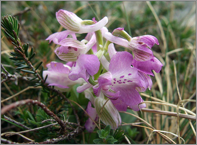 Green-winged Orchid, Anacamptis morio, Magairln fitheach