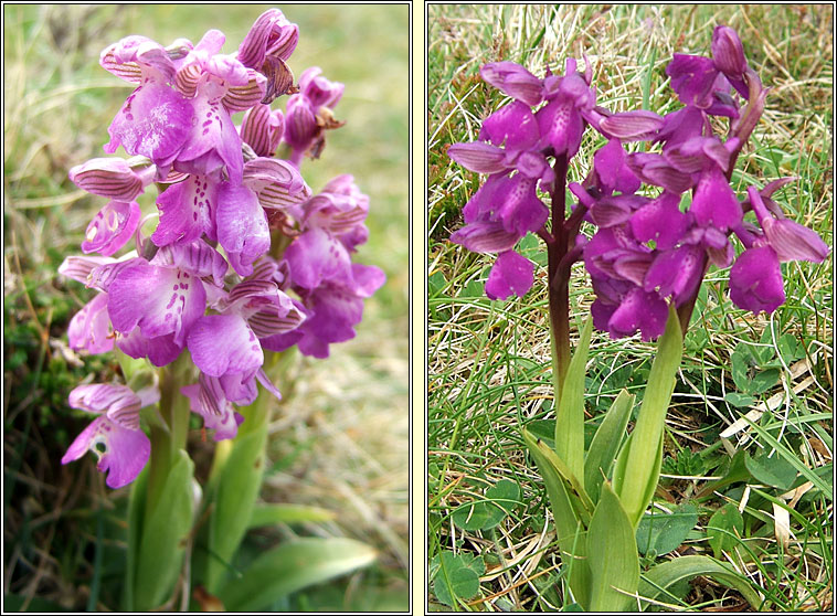 Green-winged Orchid, Anacamptis morio, Magairln fitheach