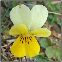 Sand Pansy, Viola tricolor subsp. curtisii, Goirmn duimhche