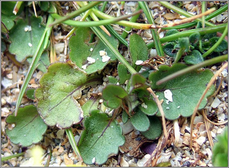 Sand Pansy, Viola tricolor subsp. curtisii, Goirmn duimhche