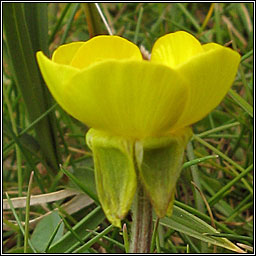 Bulbous Buttercup, Ranunculus bulbosus, Tuile thalún