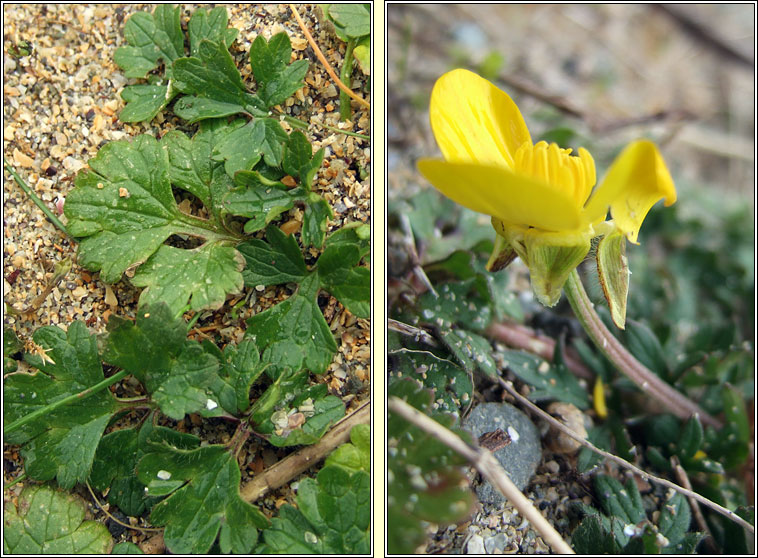 Bulbous Buttercup, Ranunculus bulbosus, Tuile thaln