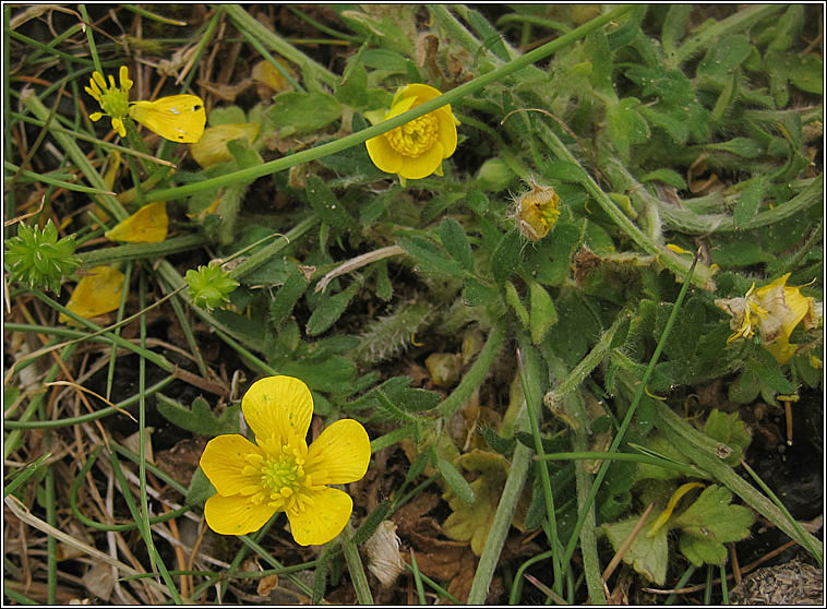 Bulbous Buttercup, Ranunculus bulbosus, Tuile thaln