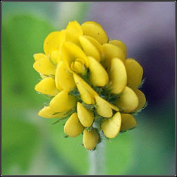 Black Medick, Medicago lupulina, Dmheidic