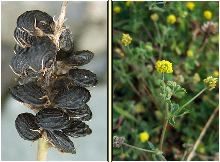 Black Medick, Medicago lupulina, Dmheidic