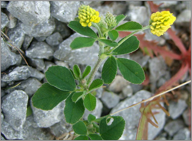 Black Medick, Medicago lupulina, Dmheidic