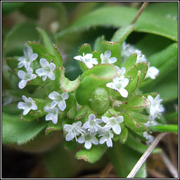 Cornsalad, Valerianella locusta, Ceathr uain