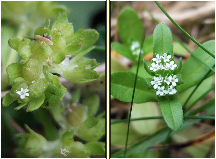 Cornsalad, Valerianella locusta, Ceathr uain