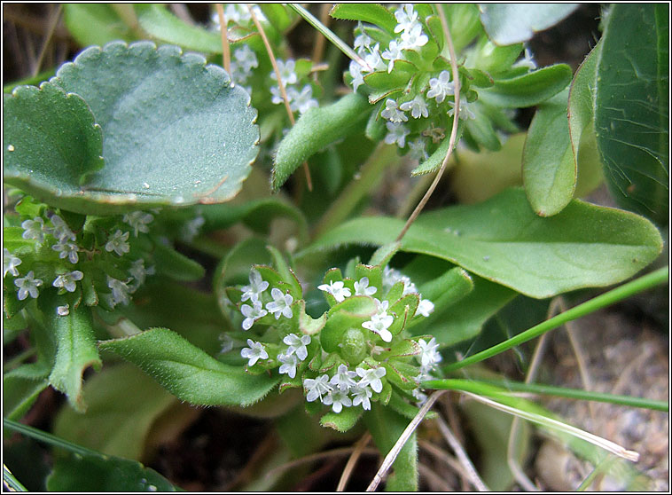 Cornsalad, Valerianella locusta, Ceathr uain