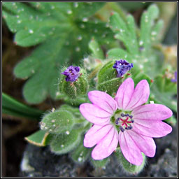 Doves-foot Crane's-bill, Geranium molle, Crobh bog