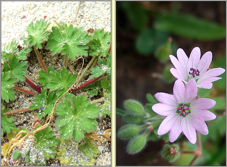 Doves-foot Crane's-bill, Geranium molle, Crobh bog