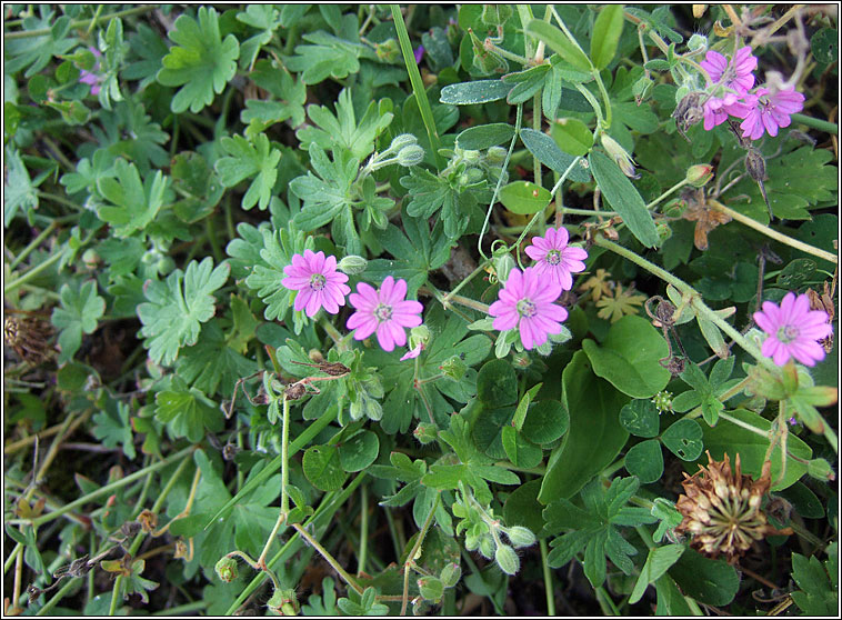 Doves-foot Crane's-bill, Geranium molle, Crobh bog