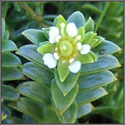 Sea Sandwort, Honckenya peploides, Gaineamhlus mara