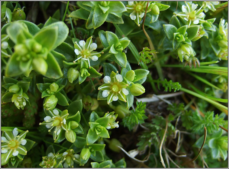 Sea Sandwort, Honckenya peploides, Gaineamhlus mara