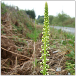 Weld, Reseda luteola, Bu mor