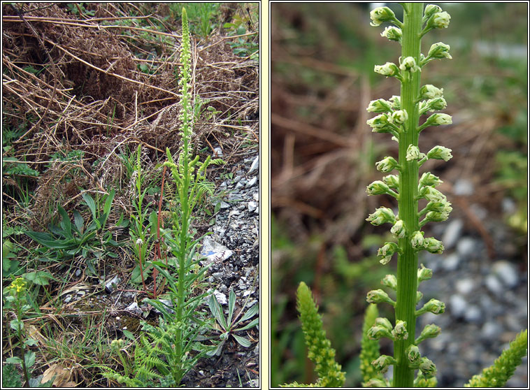 Weld, Reseda luteola, Bu mor