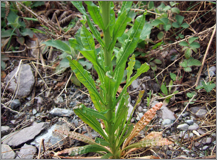 Weld, Reseda luteola, Bu mor