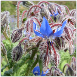 Borage, Borago officinalis, Borriste gorm