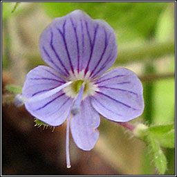 Wood Speedwell, Veronica montana, Lus cre coille