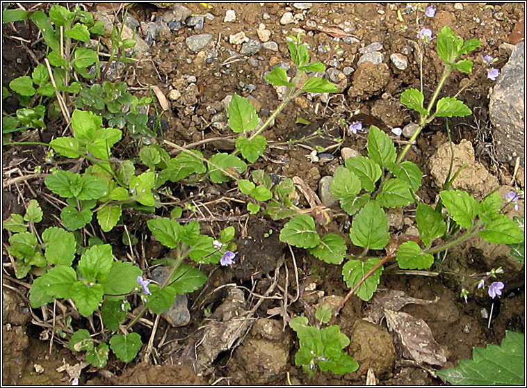 Wood Speedwell, Veronica montana, Lus cre coille