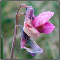 Bitter Vetch, Lathyrus linifolius, Corra meille