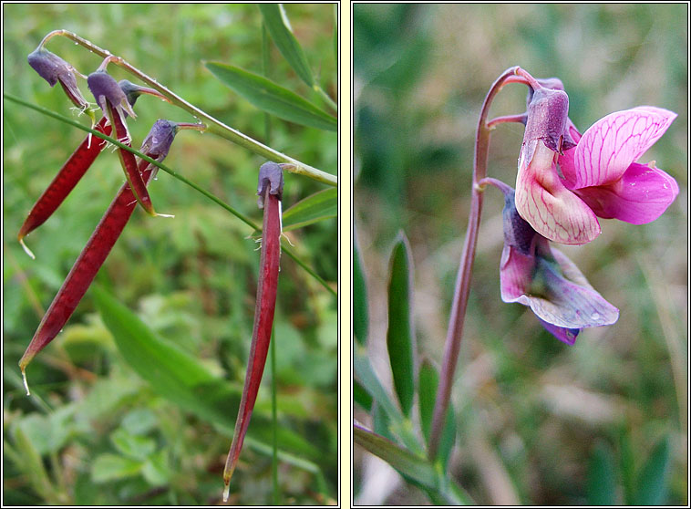 Bitter Vetch, Lathyrus linifolius, Corra meille