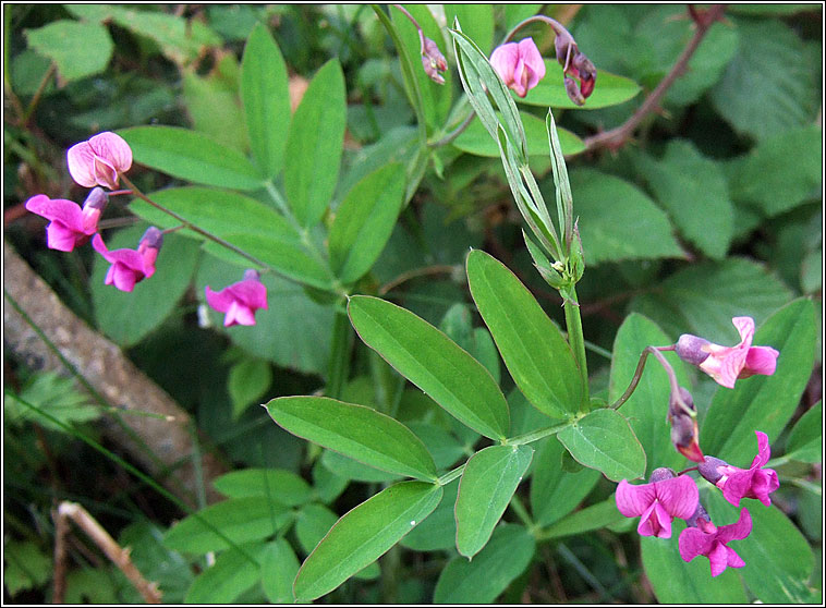 Bitter Vetch, Lathyrus linifolius, Corra meille