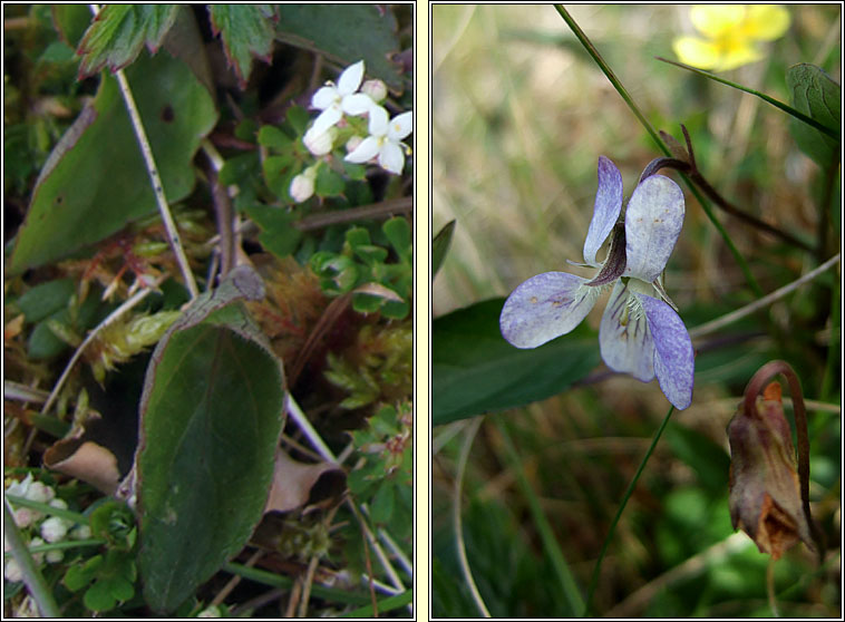 Pale Dog-violet, Viola lactea, Sailchuach liath