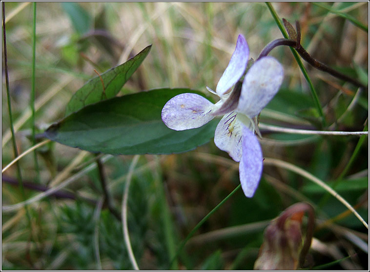 Pale Dog-violet, Viola lactea, Sailchuach liath