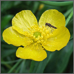 Greater Spearwort, Ranunculus lingua, Glasair lana mhr