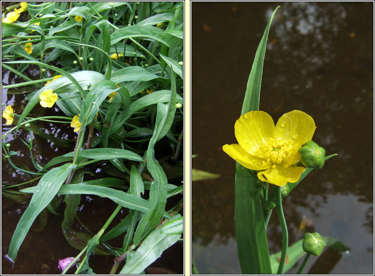 Greater Spearwort, Ranunculus lingua, Glasair lana mhr