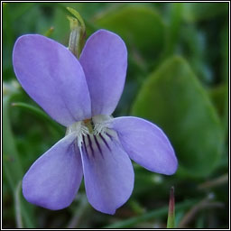 Heath Dog-violet, Viola canina, Sailchuach mhóna