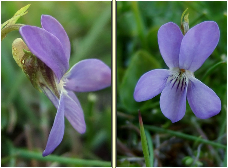 Heath Dog-violet, Viola canina, Sailchuach mhóna