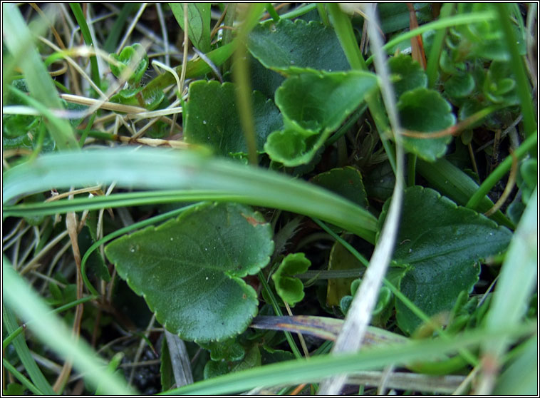 Heath Dog-violet, Viola canina, Sailchuach mhna