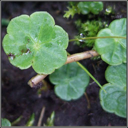 Marsh Pennywort, Hydrocotyle vulgaris, Lus na pingine