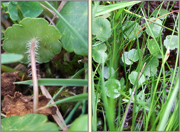 Marsh Pennywort, Hydrocotyle vulgaris, Lus na pingine
