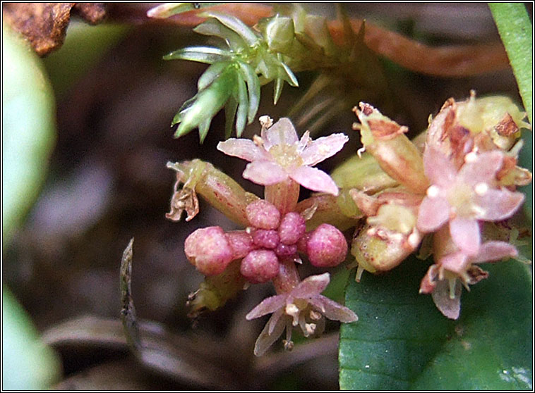 Marsh Pennywort, Hydrocotyle vulgaris, Lus na pingine