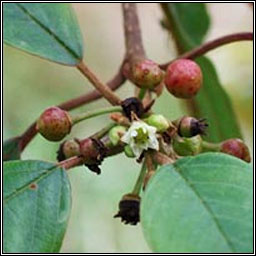 Alder Buckthorn, Frangula alnus, Draighean fearna