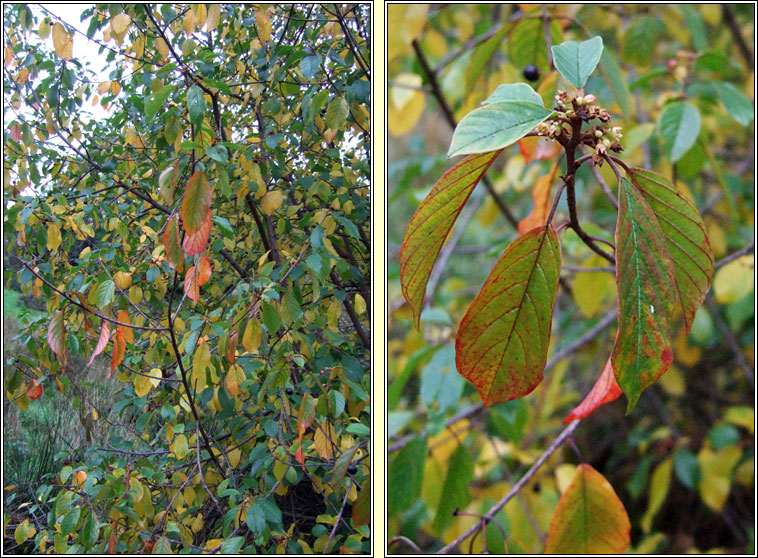 Alder Buckthorn, Frangula alnus, Draighean fearna