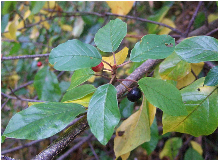 Alder Buckthorn, Frangula alnus, Draighean fearna