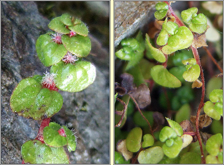 Mind-your-own-business, Soleirolia soleirolii, Lus na ndeor