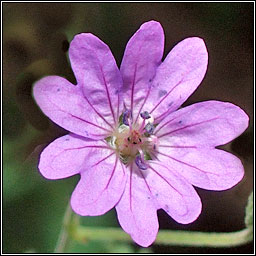 Hedgerow Crane's-bill, Geranium pyrenaicum, Crobh na bhfl