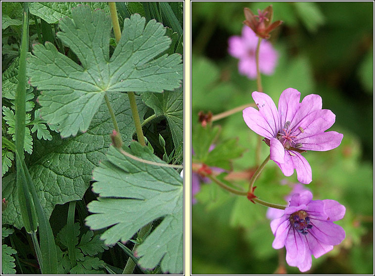 Hedgerow Crane's-bill, Geranium pyrenaicum, Crobh na bhfl