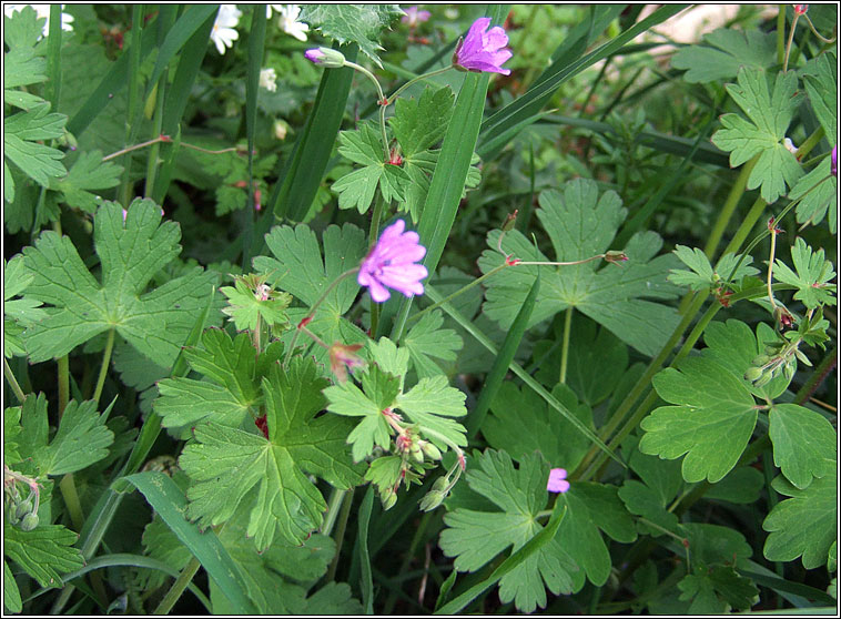 Hedgerow Crane's-bill, Geranium pyrenaicum, Crobh na bhfl