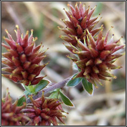 Creeping Willow, Salix repens, Saileach reatha