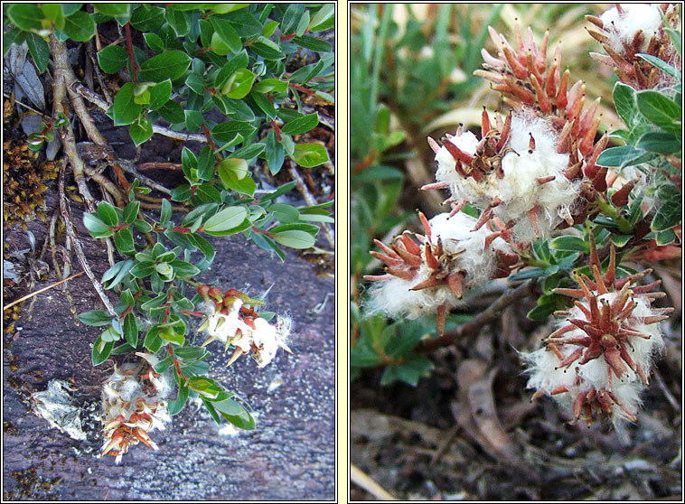 Creeping Willow, Salix repens, Saileach reatha