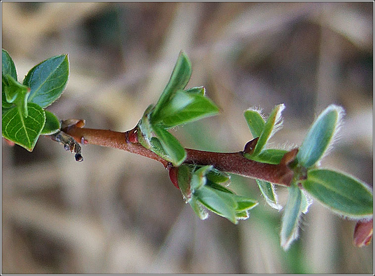 Creeping Willow, Salix repens, Saileach reatha