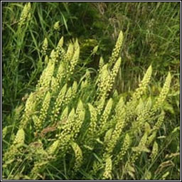 Wild Mignonette, Reseda lutea, Bu beag