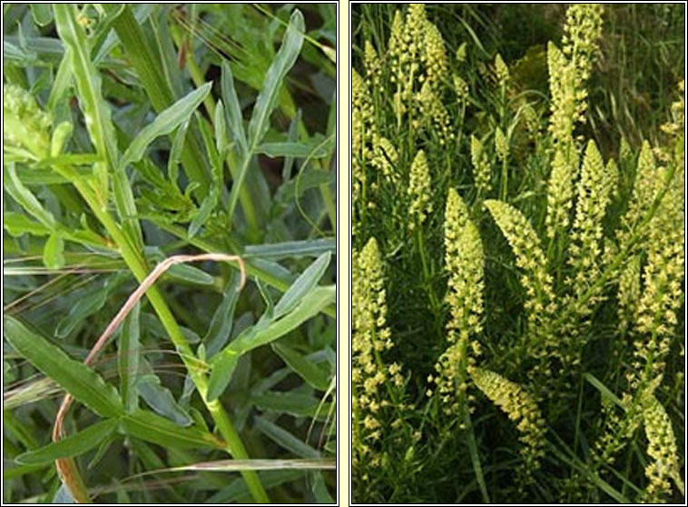 Wild Mignonette, Reseda lutea, Bu beag