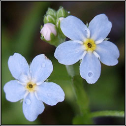 Creeping Forget-me-not, Myosotis secunda, Ceotharnach reatha